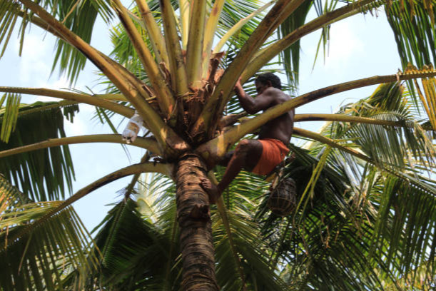 Toddy Tapping